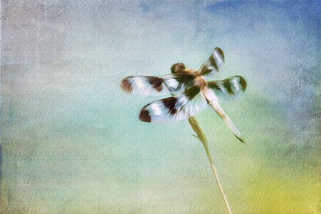 Insect wing macro photo