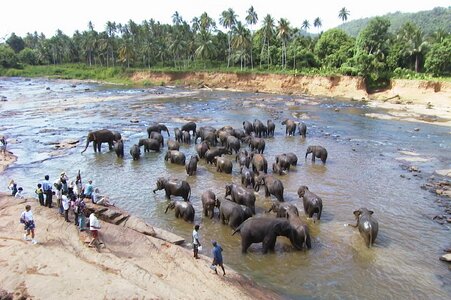 Water animal wildlife