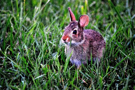 Cute animal grass