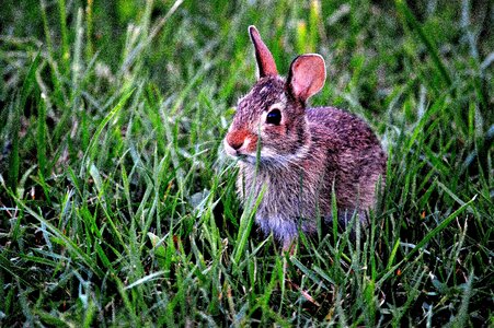 Cute animal grass photo