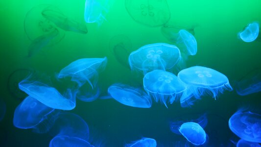 Transparent salt water jellyfish gelatinous photo