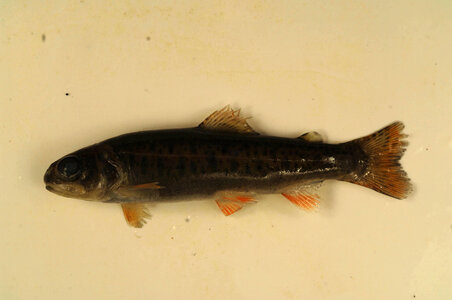 Oncorhynchus clarkii photo