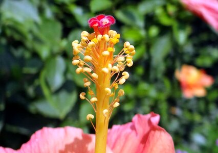 Stamen style stigma photo