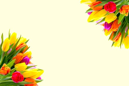 Floral spring flowers bouquet of flowers