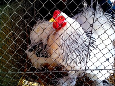 Bantam cage chicken