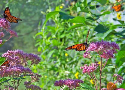 Insect wings bug photo