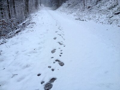 Dog walk wintry photo