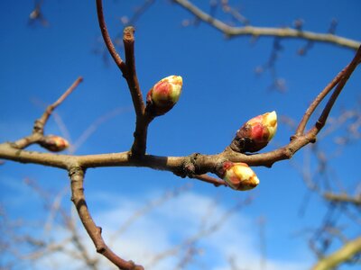 May-tree whitethorn hawberry