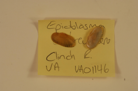 Epioblasma brevidens-6