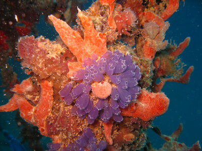 Tunicates photo