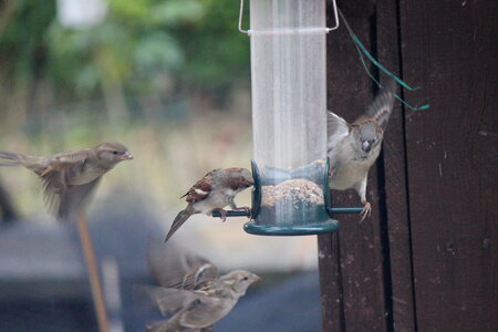Sparrows fly around food dispenser