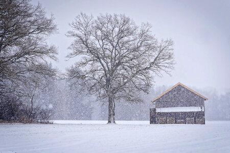 Snowy landscape with tree and house photo