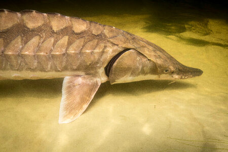 Gulf sturgeon-2