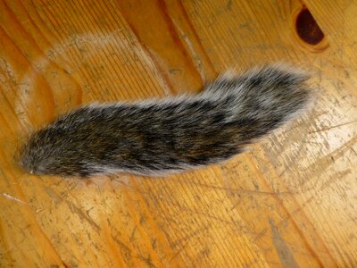 Animal rodent fur