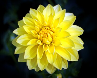 Plant composites flower garden