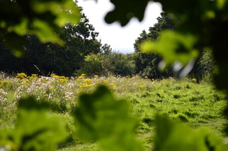 Hidden floral plants
