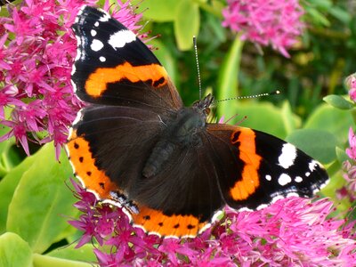 Insect wing summer