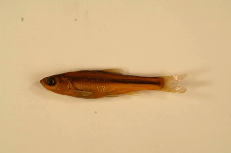Hybognathus hankinsoni-4