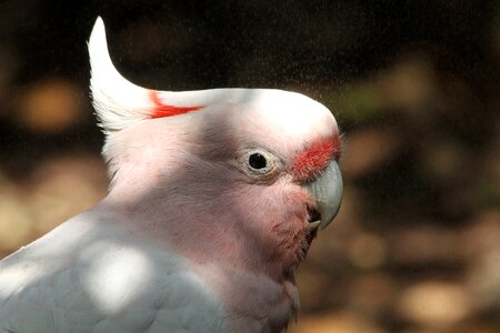 Bird nature pink photo