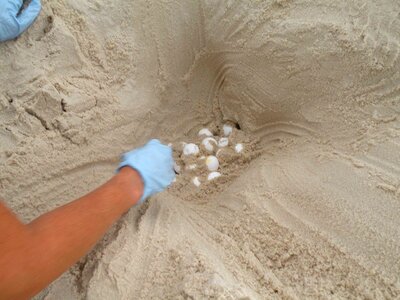 Mare nest sand