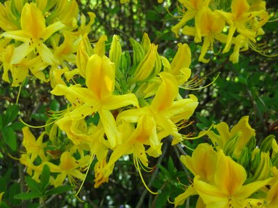 Beautiful beautiful flowers bloom