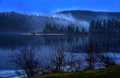 Trees mist wood photo