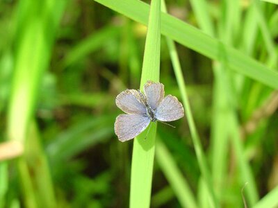 Blue bug butterfly photo