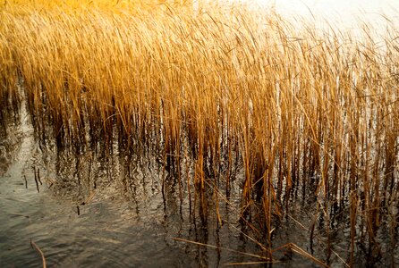 Reed pond brown photo