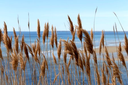 Cloud agriculture beach photo