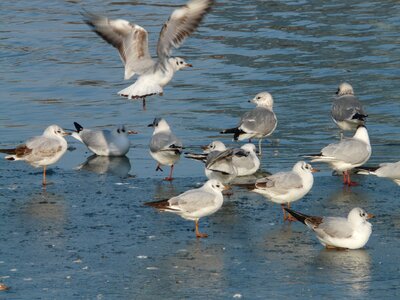 Landing wing beat gulls photo