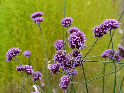 Bloom purple violet photo