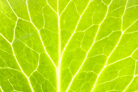 Green Macro Leaf