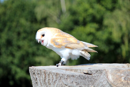Owl sitting on Stump photo