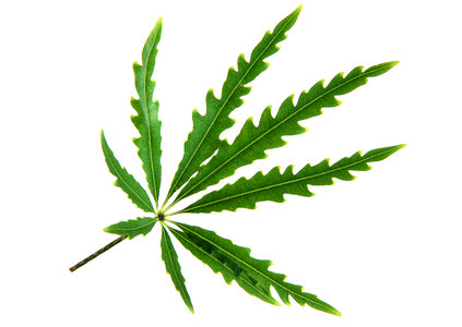Marijuana leaves isolated on white photo