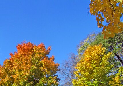 Leaves blue sky photo