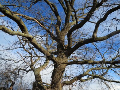 French oak trunk branches photo