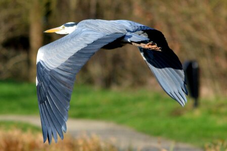 Nature fly wings photo