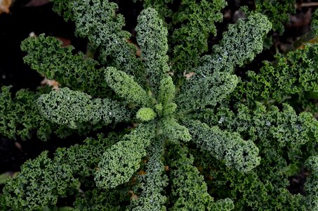 Green garden vegetables