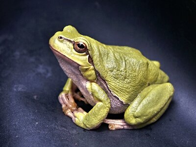 Amphibian animal beautiful photo