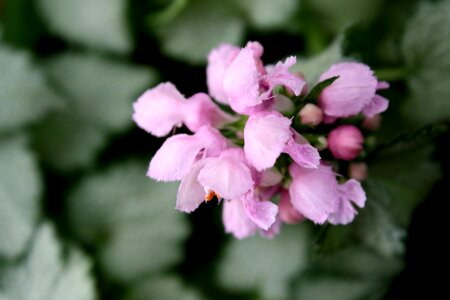 Bloom flowers pinkish photo