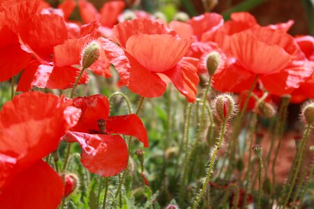 Summer red bloom