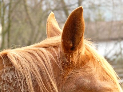 Animal fur lpony