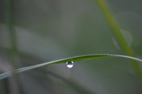 Wet a drop of meadow