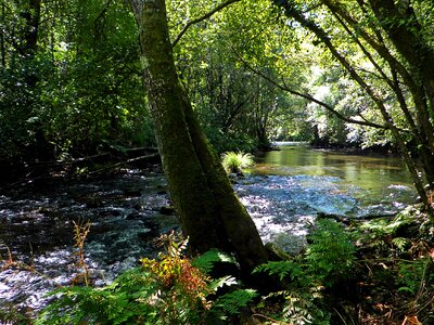 Birch creek environment photo