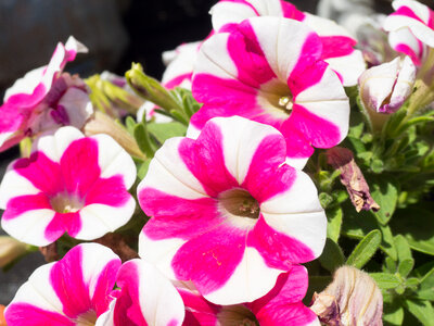 Pink and White Flowers photo
