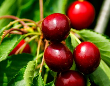 Cherry red fruits garden