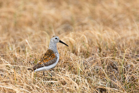 Dunlin-3 photo