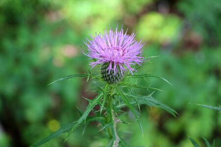 Purple wild flower on a thin stalk photo