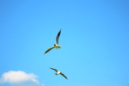 Water bird sea denmark