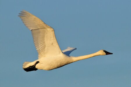 Nature waterfowl wings photo